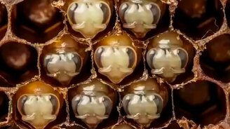 Как рождаются пчёлы - смотреть видео (1:05)