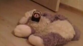 Родился из игрушки - смотреть видео (0:11)