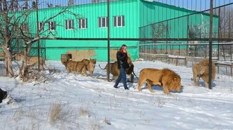 Лев на прогулке - смотреть видео (3:54)