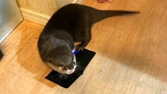 Выдра играет с кошельком - смотреть видео (1:37)