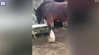 Как конь поднял на ноги лошадь - смотреть видео (1:14)