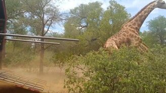 Выпустили на волю жирафов - смотреть видео (0:15)