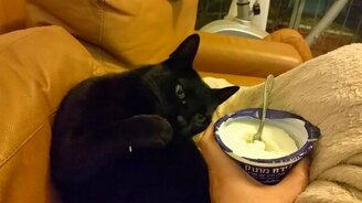 Кошка-гурманка - смотреть видео (0:16)