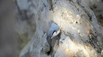 Какой он - поползень? - смотреть видео (5:15)