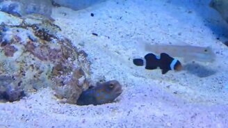 Рыба-бесстыдница - смотреть видео (1:11)