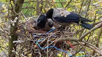 Как вороны строят гнёзда? - смотреть видео (5:05)