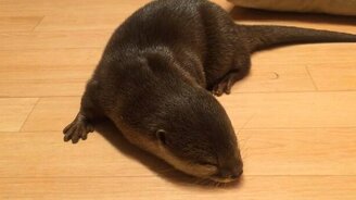 Попытки разбудить выдру - смотреть видео (1:37)