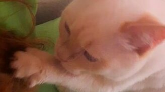 Котёнок чистит хозяйке волосы - смотреть видео (0:55)