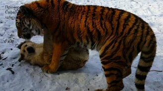 Дружба тигра и пса - смотреть видео (2:27)