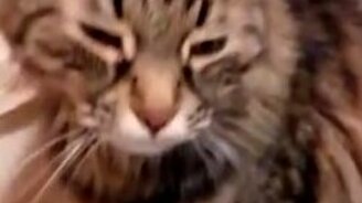 Кошка и жареный лук - смотреть видео (1:47)