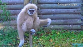 Гиббоны и крыса - смотреть видео (0:36)