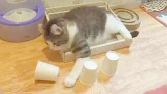 Кот играет в стаканчики - смотреть видео (1:43)