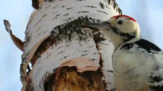 Как дятел долбит дерево - смотреть видео (2:46)