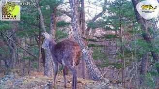 Саблезубый олень - смотреть видео (0:52)