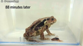 Как остаться в живых, когда тебя съели - смотреть видео (1:22)