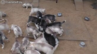 Эмоциональные и живые щенята хаски - смотреть видео (4:03)