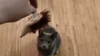 Уйди, это моя добыча! - смотреть видео (0:09)