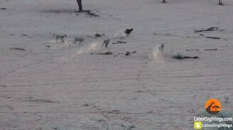 Гиена против пяти львиц - смотреть видео (1:36)