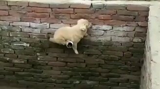 Щенок - акробат и ловкач - смотреть видео (0:13)