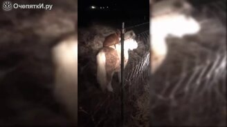 Пёс оседлал пони - смотреть видео (0:15)