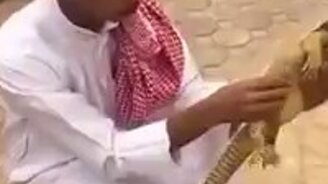 Ящерица ожила! - смотреть видео (0:10)