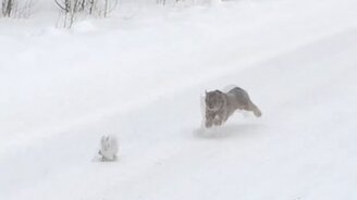 Рысь ловит зайца-беляка - смотреть видео (0:46)