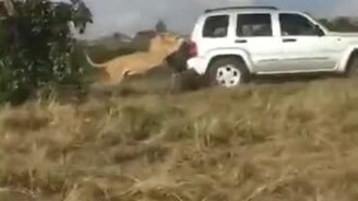 Предательские когти - смотреть видео (1:00)