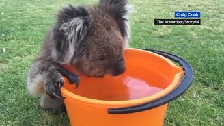 Жажда замучила коалу - смотреть видео (0:25)