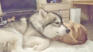 Кот докривлялся перед псом - смотреть видео (0:23)