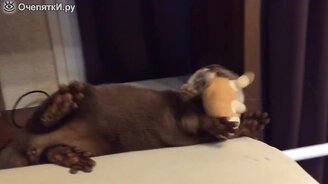 Выдра и мягкая игрушка - смотреть видео (0:50)