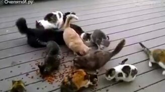 Чтобы кошки замолчали... - смотреть видео (0:31)