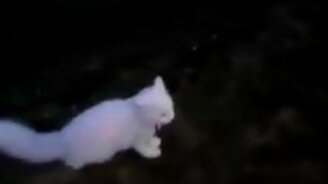 Кот, бывший собакой в прошлом - смотреть видео (0:27)