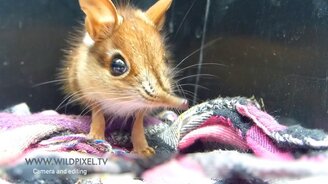 Слоновый прыгунчик - смотреть видео (1:32)