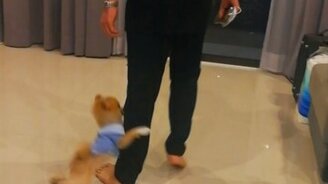 Псинка не пускает хозяина - смотреть видео (0:25)