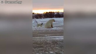 Игры белого медведя и пса - смотреть видео (1:16)