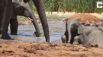Слоны спасают слонёнка - смотреть видео (1:53)