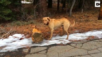Это моя самая большая палка! - смотреть видео (0:16)