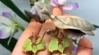 Мастера маскировки от природы - смотреть видео (0:23)