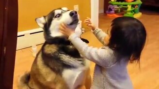 Чудные создания - хаски - смотреть видео (3:46)