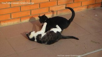 Игривое кошачье противостояние - смотреть видео (2:45)