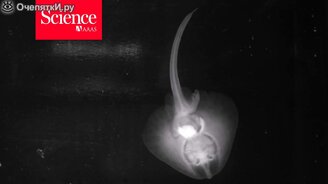 Ежовые скаты ходят по дну - смотреть видео (1:14)