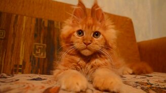 Чудной котёнок мейнкуна - смотреть видео (1:26)