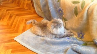 Кошечка против хвоста - смотреть видео (0:31)