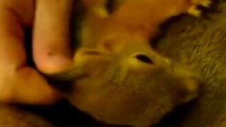 Белка угрожает хозяину - смотреть видео (1:20)