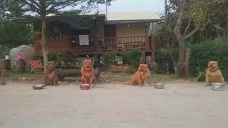 Выдержанные питбули - смотреть видео (1:00)