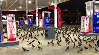 Сотни птиц на заправке - смотреть видео (0:21)