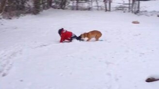 Собаки и снег в их жизни - смотреть видео (2:35)