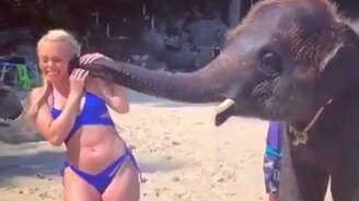 Блондинка и слонёнок - смотреть видео (0:33)