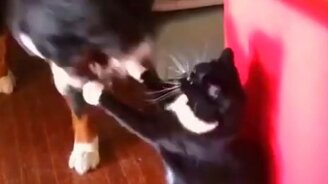 Котейка атакует собаку - смотреть видео (0:49)