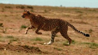 Внутреннее ухо гепардов - смотреть видео (2:21)